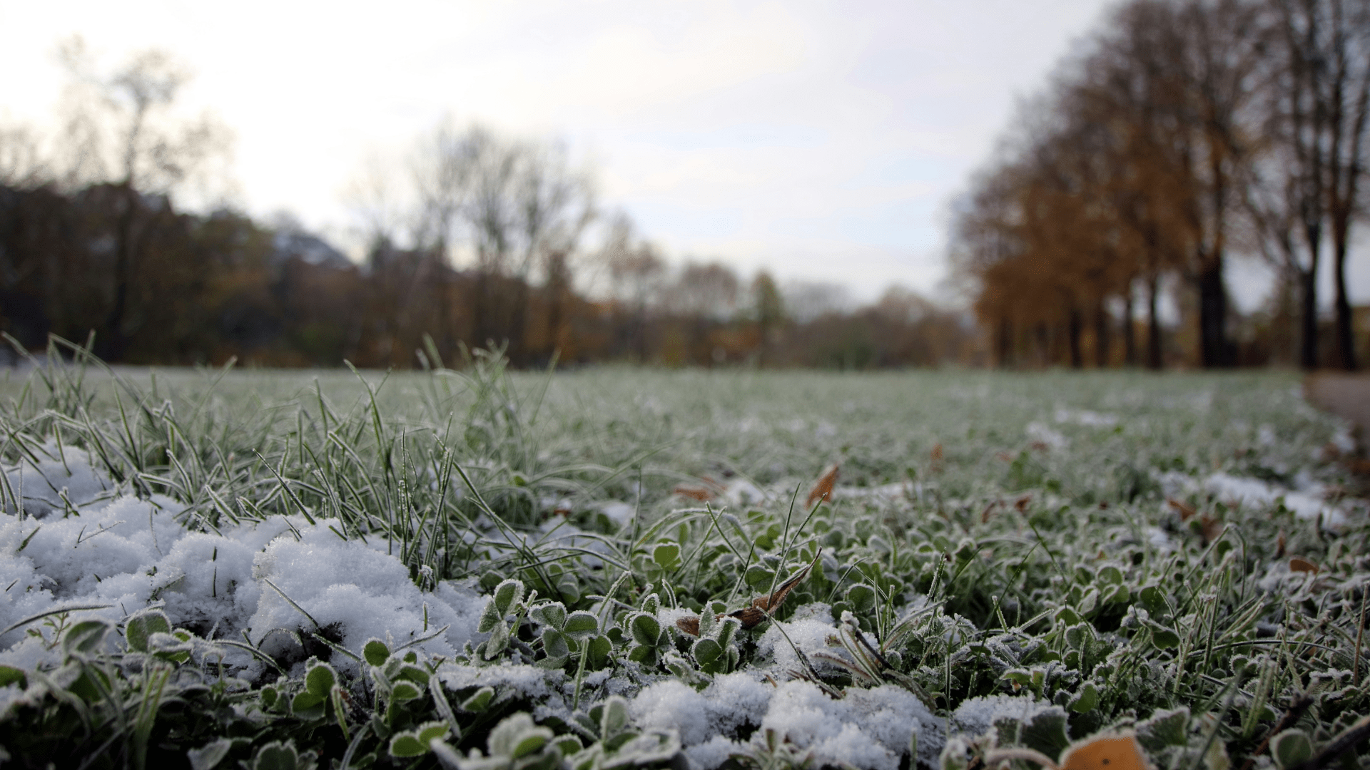 Errori da evitare nella cura del prato in inverno (e cosa fare invece)						